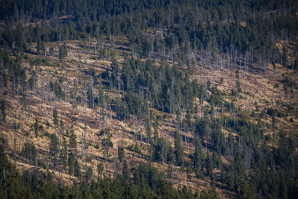 Skog med områden där träd saknas